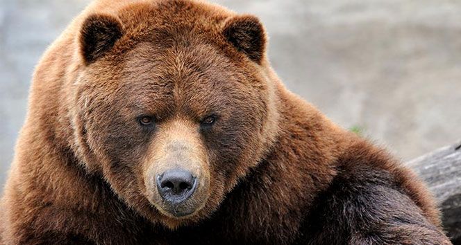 Bak şu ayının yaptığına... Bak şu ayının yaptığına...